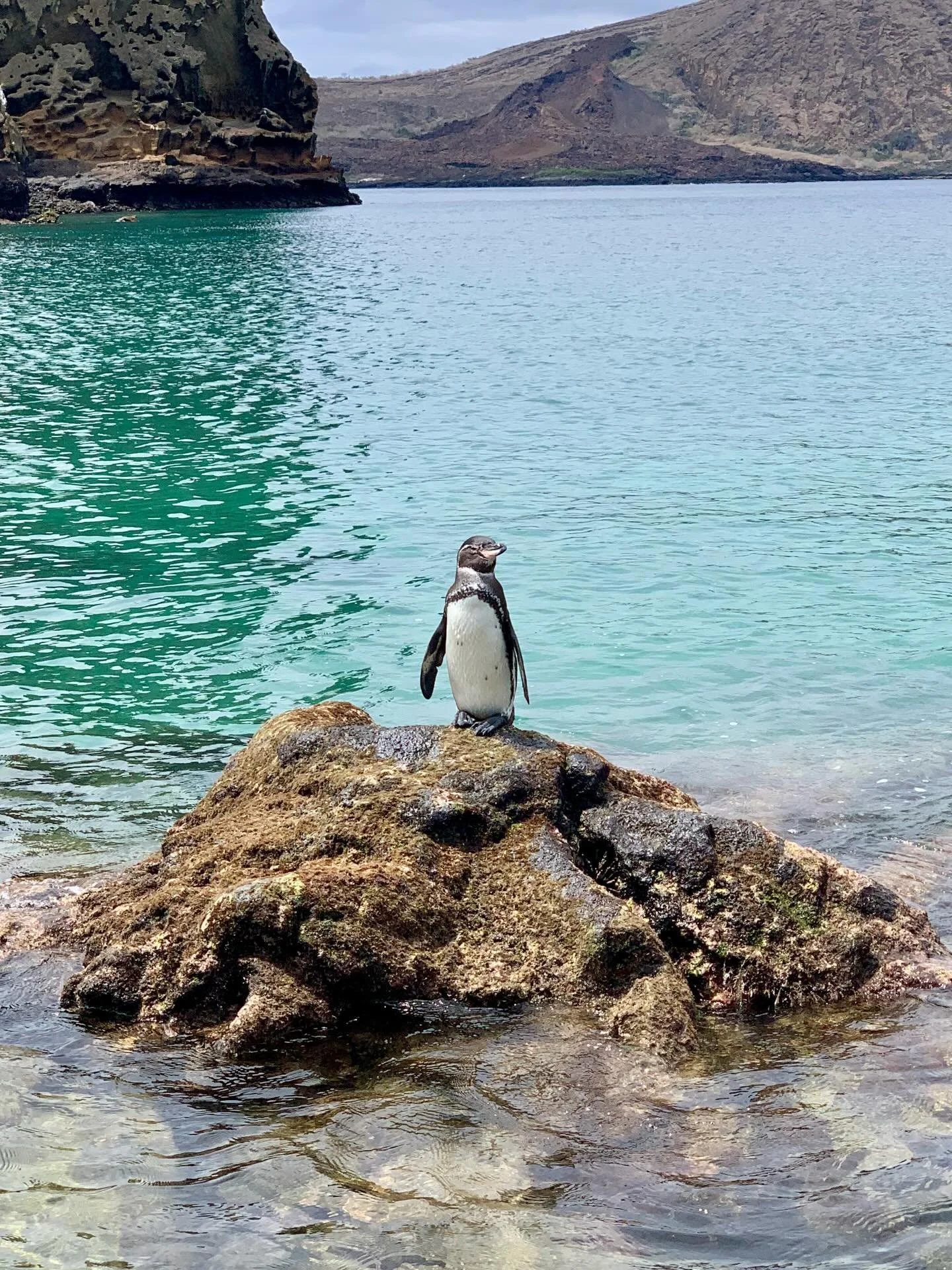 🐢 GAL&Aacute;PAGOS PHOTO DROP 🦈
Santa Cruz and Bartolome