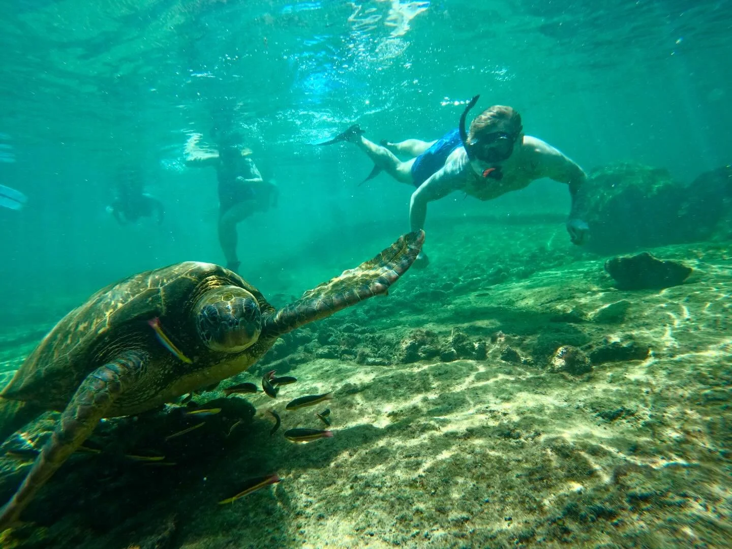 🐢 GAL&Aacute;PAGOS PHOTO DROP 🦈
Snorkeling at Cabo Rosa on Isabela Island