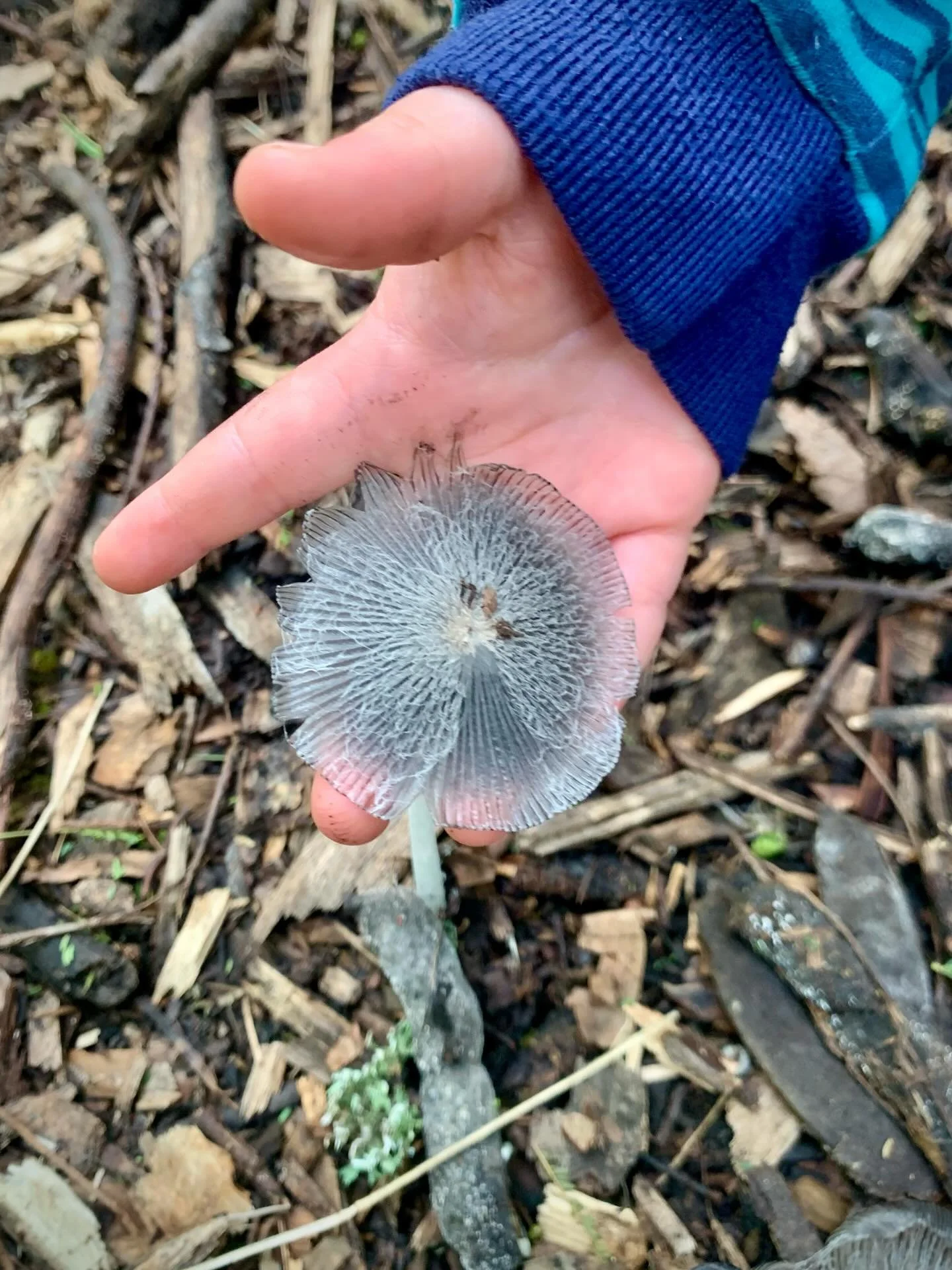 A bounty of shaggy mane ink caps that my son and I found in the forest yesterday. These are the mushrooms that I based my character Koji Nameko on, and I love seeing them in the wild cause they&rsquo;re so strange and beautiful at every stage of thei
