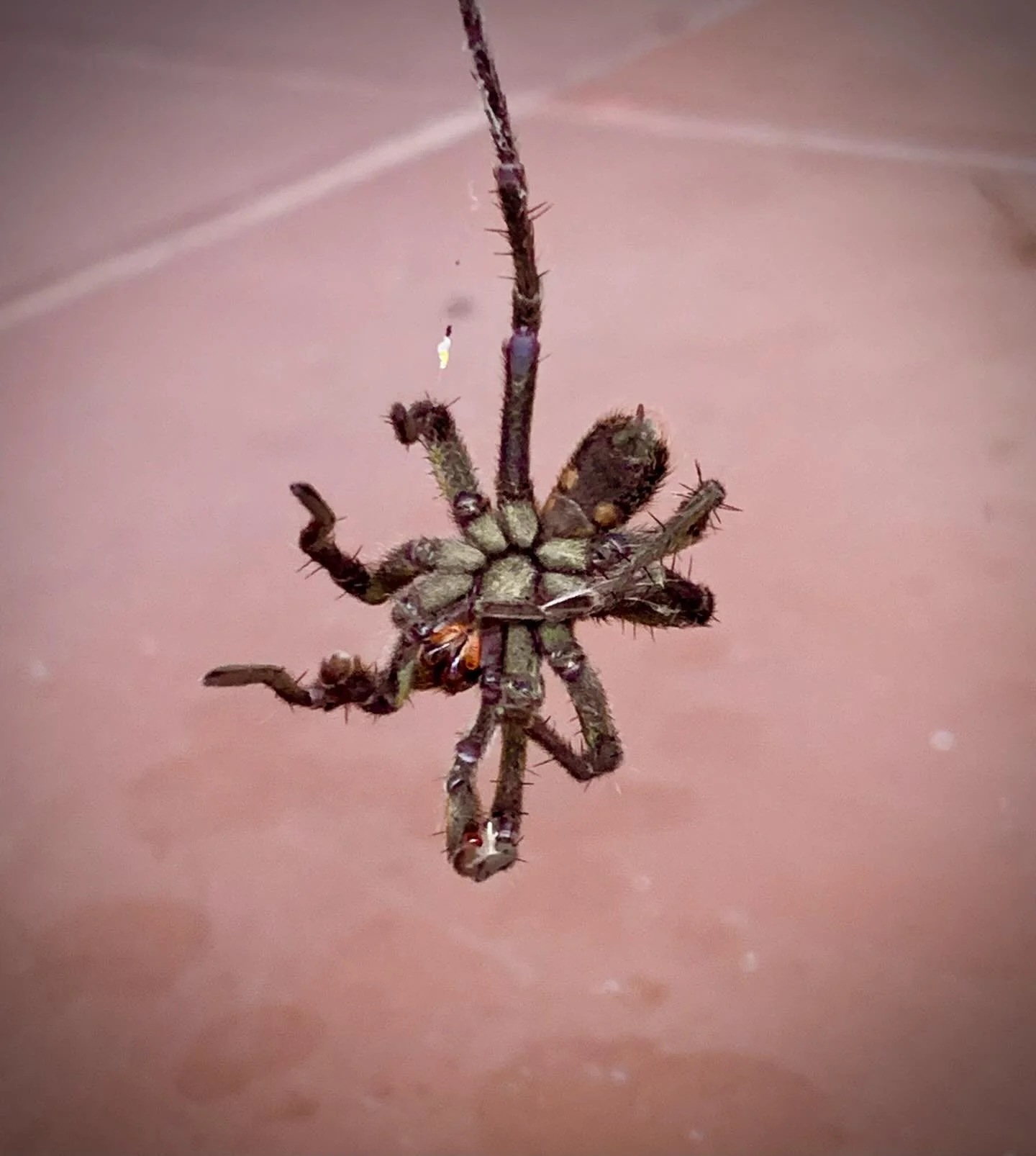 At the farmhouse with my family, and the boys found this tarantula caught in the web of another spider. To quote my friend @krystlematar&rsquo;s response, the tarantula&rsquo;s monologue probably goes like this: &ldquo;Yep that&rsquo;s me. You must b