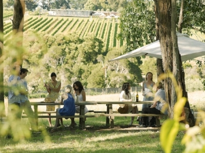 vinyard 1.jpg