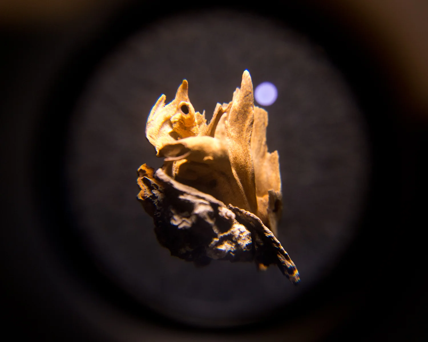 Heart Shell (detail III)