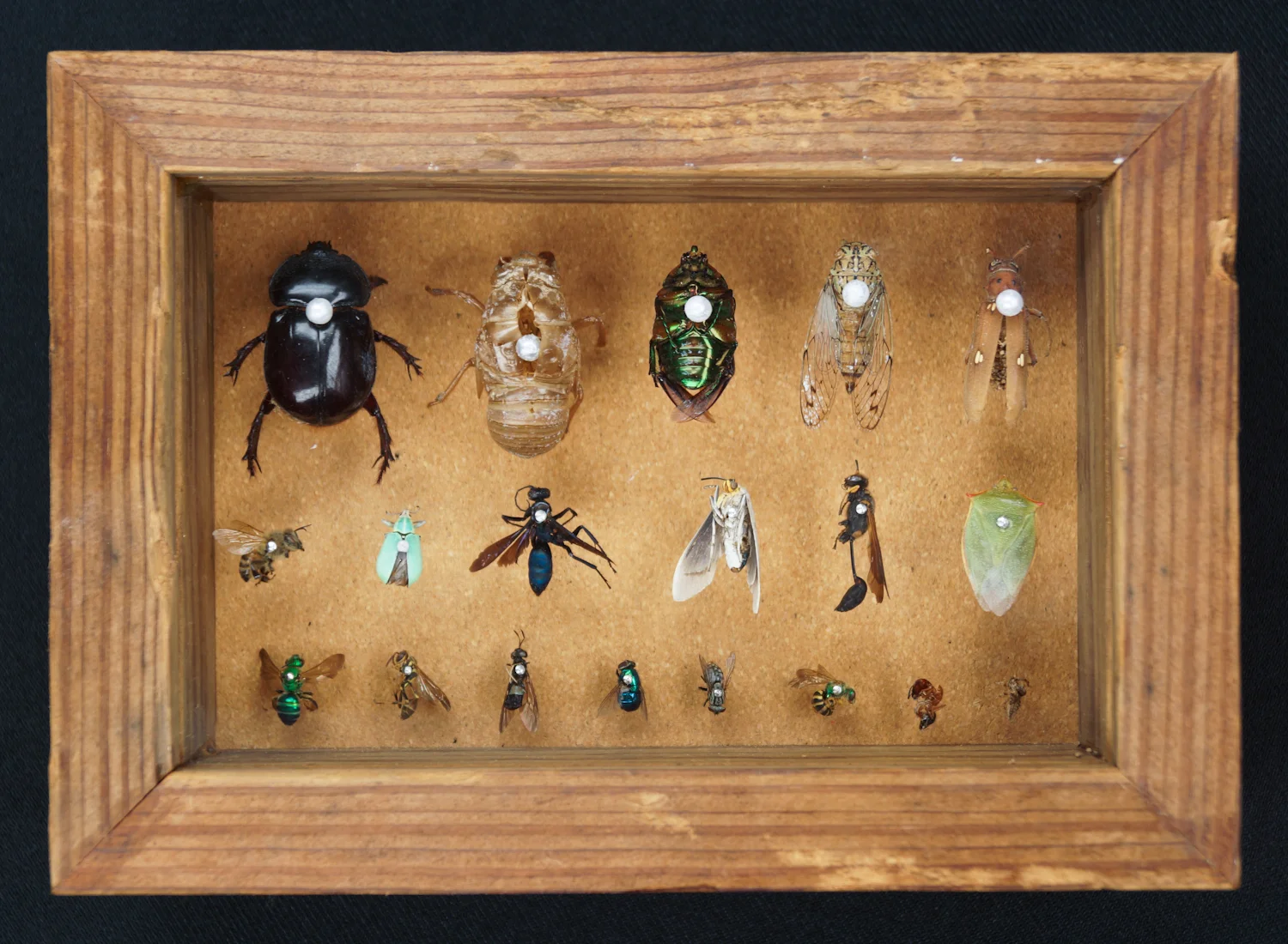 Insects