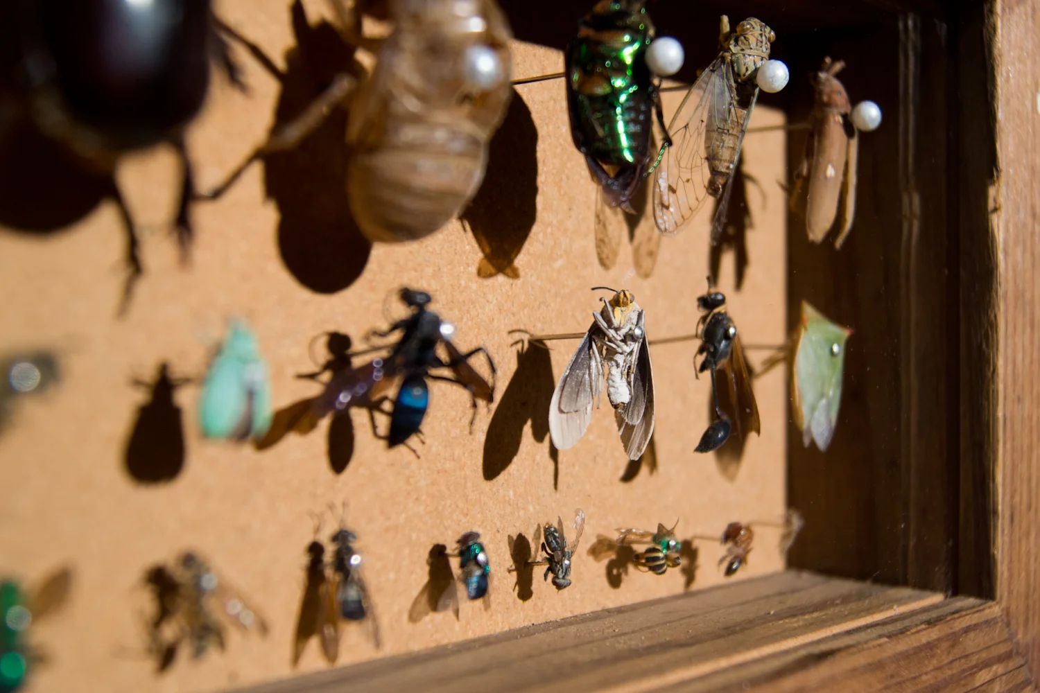 Insects (detail)
