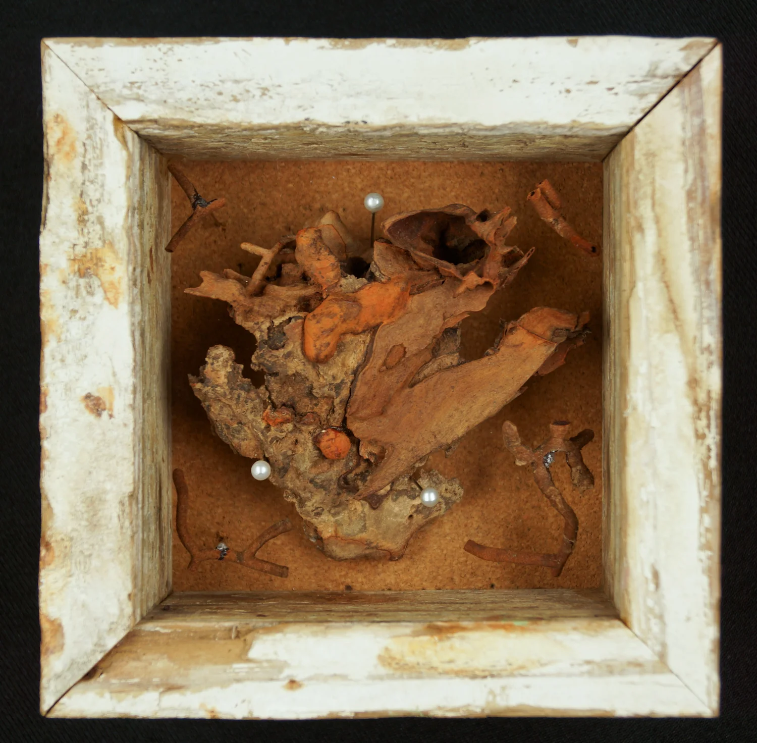 Tree Autopsy Specimen (Rust) II