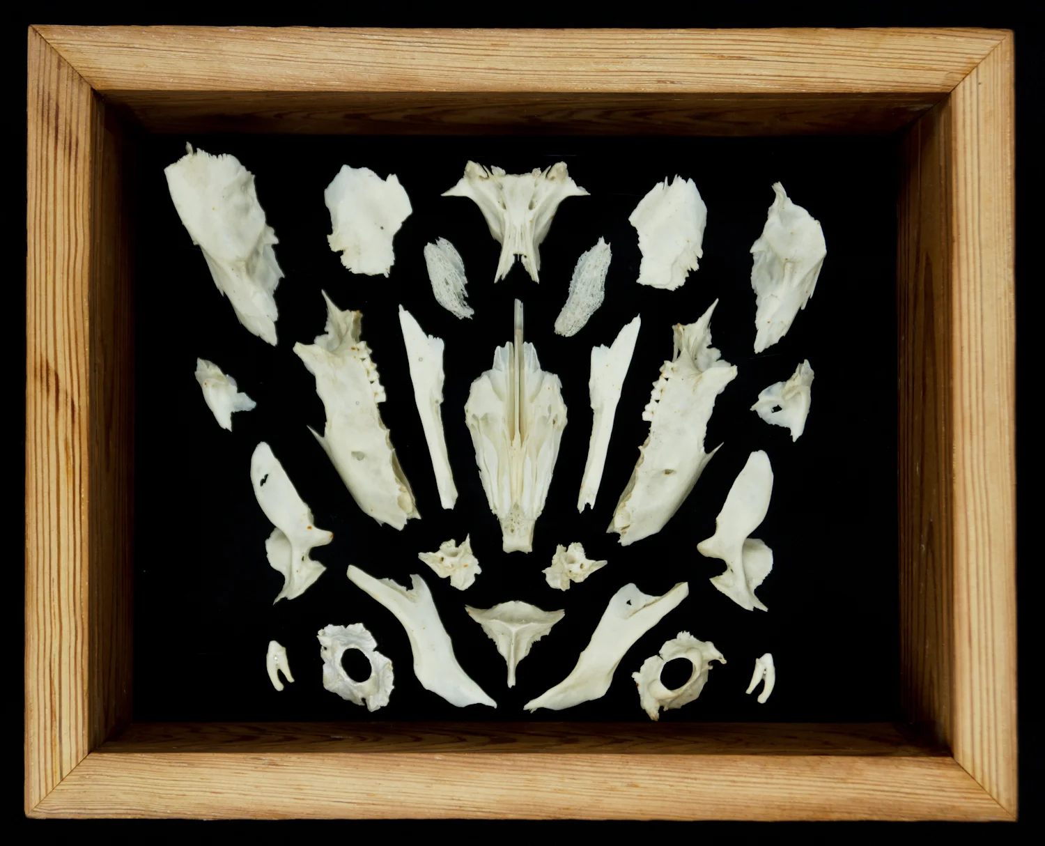 Armadillo Skull (Exploded View)