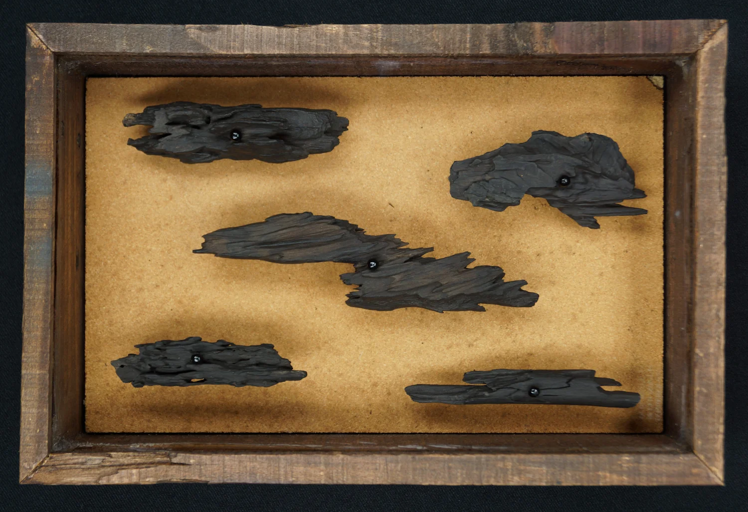 Tree Autopsy Specimen (Black Earth)