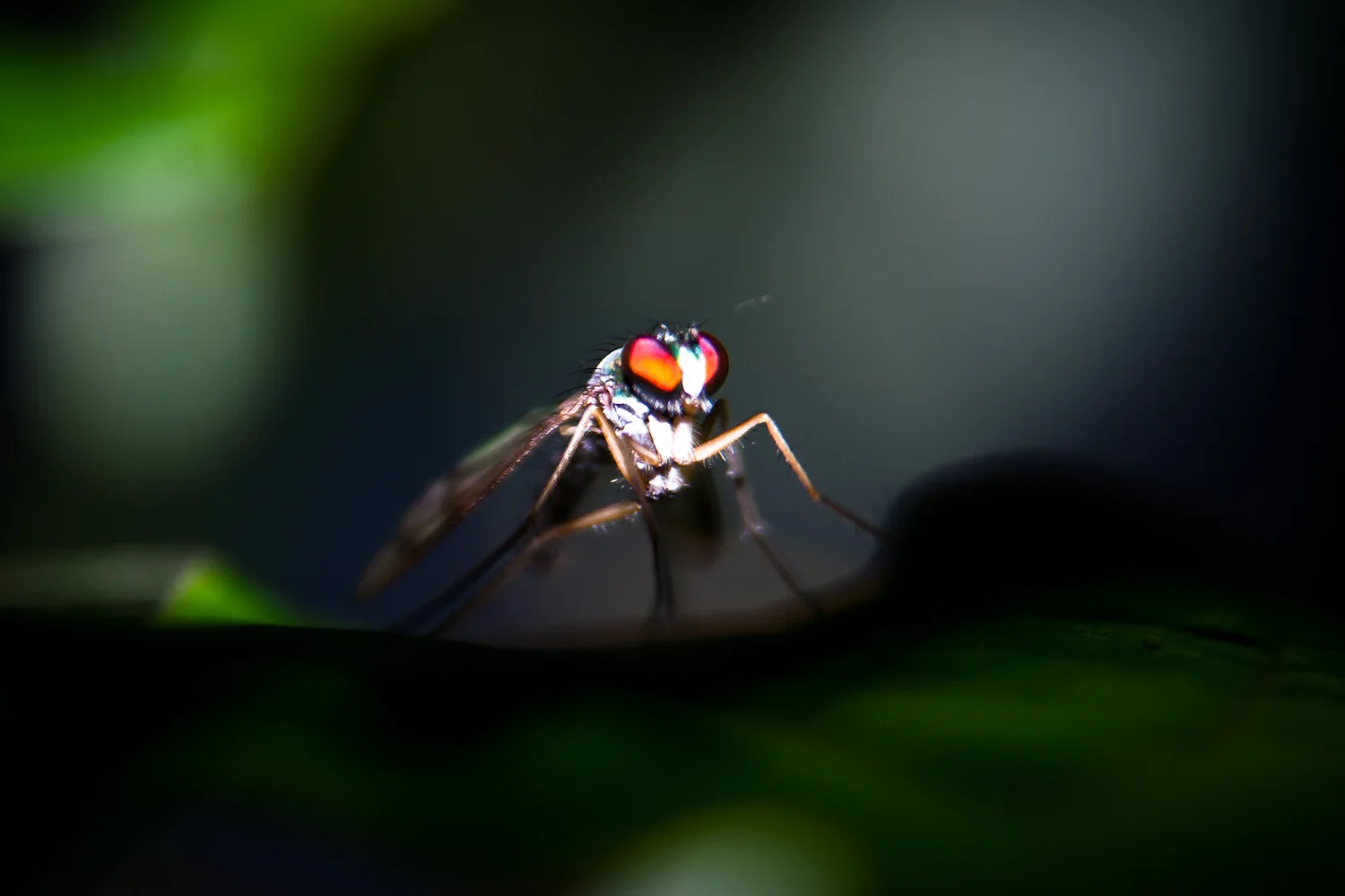 Leaf Miner