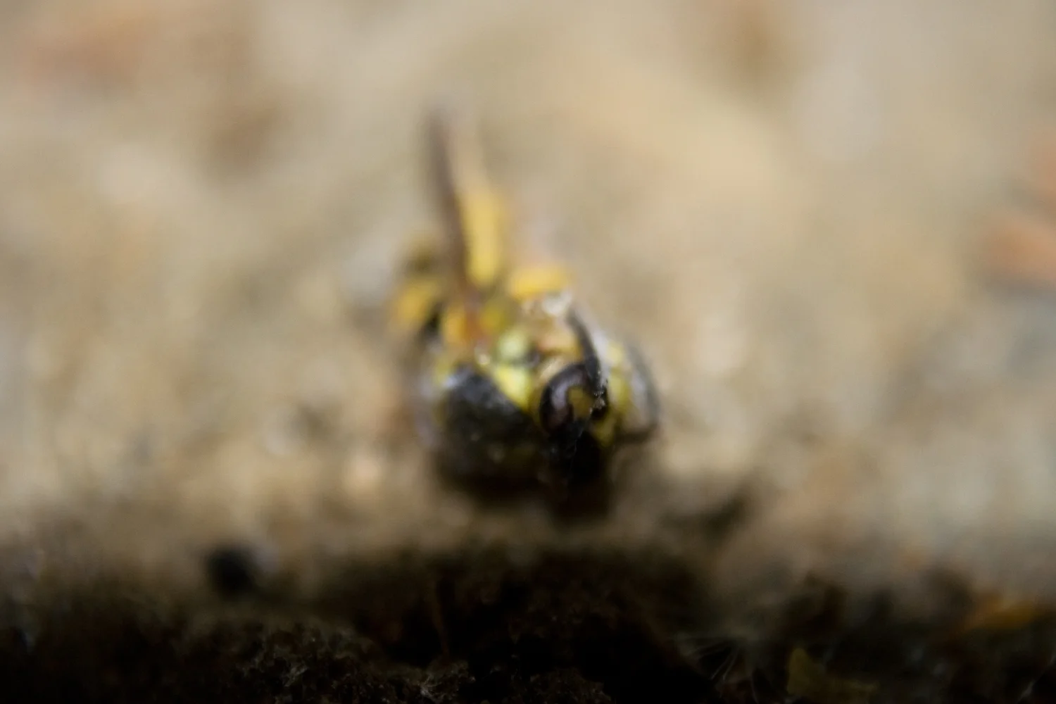 Creatures that once were Men ~ I