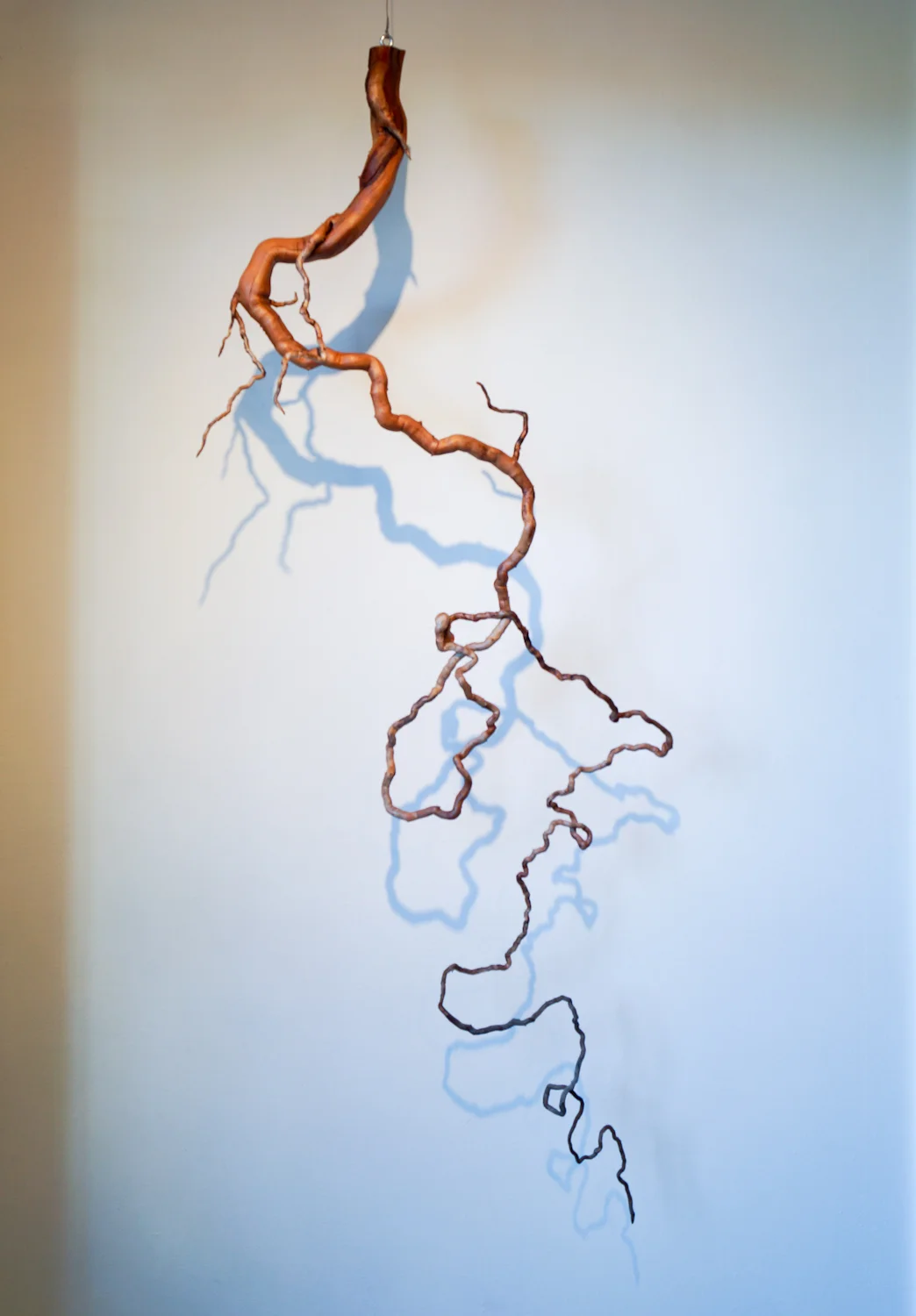 Roots ~ 4 (Leaf Miner Trail)