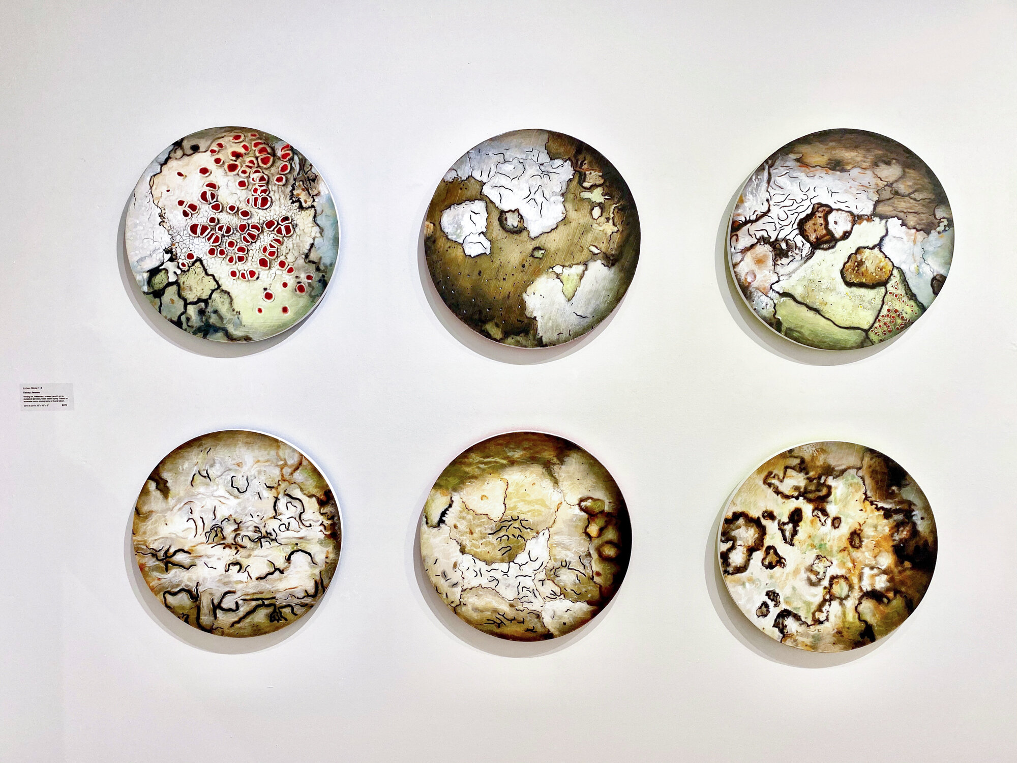 Lichen Globes (Installation view)
