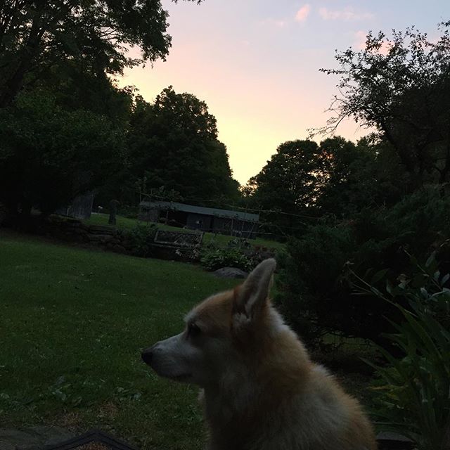 Corgi sunset #kentct #kent #kenthollow #kentconnecticut #corgi #pembrokecorgi #pembrokewelshcorgi #toroginger #kenthollowroad