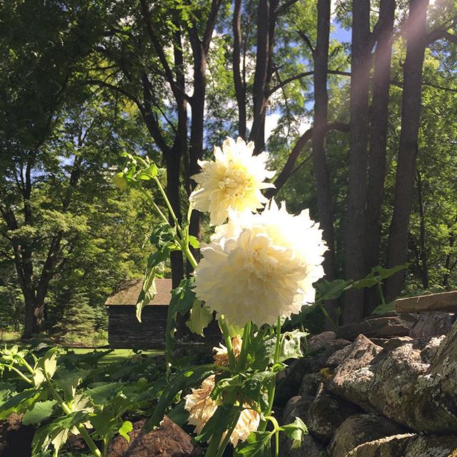 Dinnerplate dahlias in bloom #kent #kentct #kenthollow #dahlia #litchfieldcounty