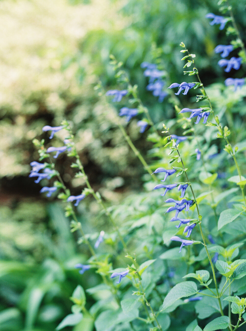 AmandaOliviaPhotography_WhitewoodMeadowlark-12.jpg