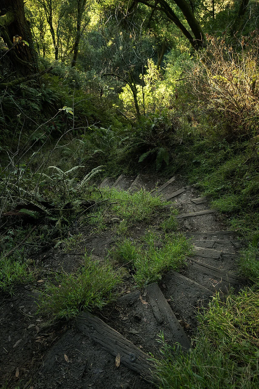 Dipsea Trail — The Aperture