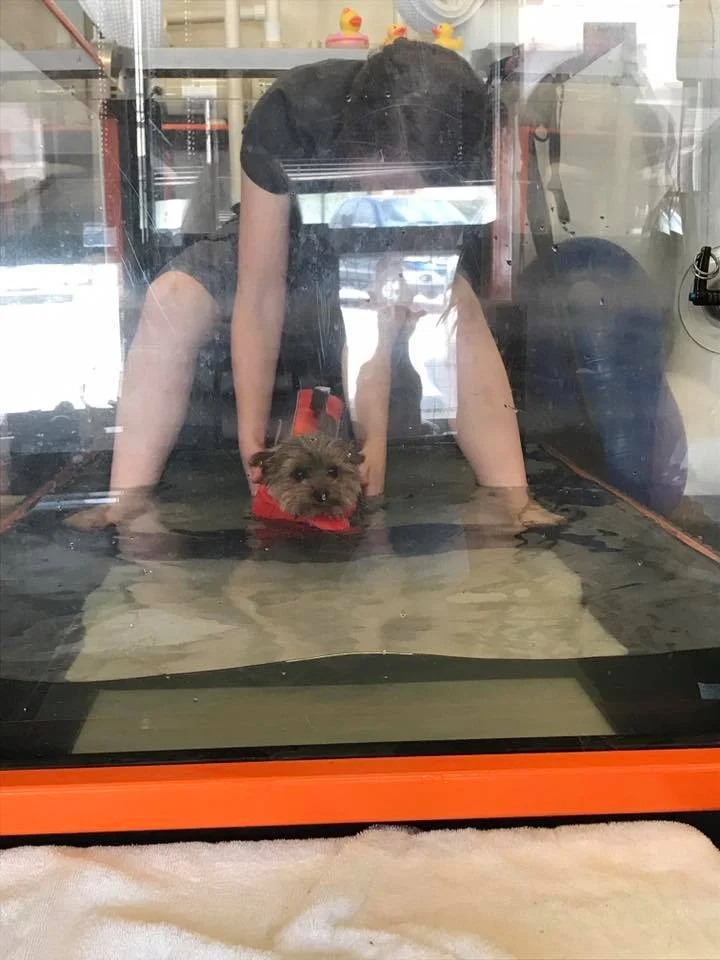 20992729_1445867128783840_6560667279734541019_n.jpg