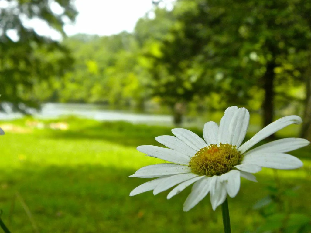 CSS Spring CreativityFest 2018