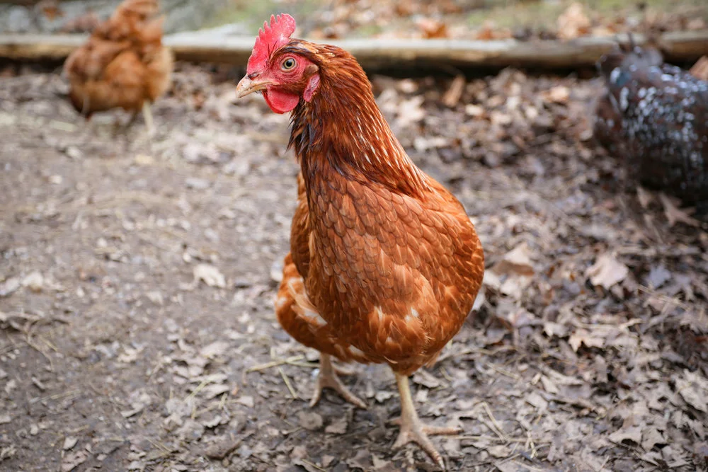 chicken.stance.jpg