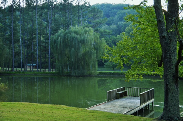 L OS Pond willow d.JPG