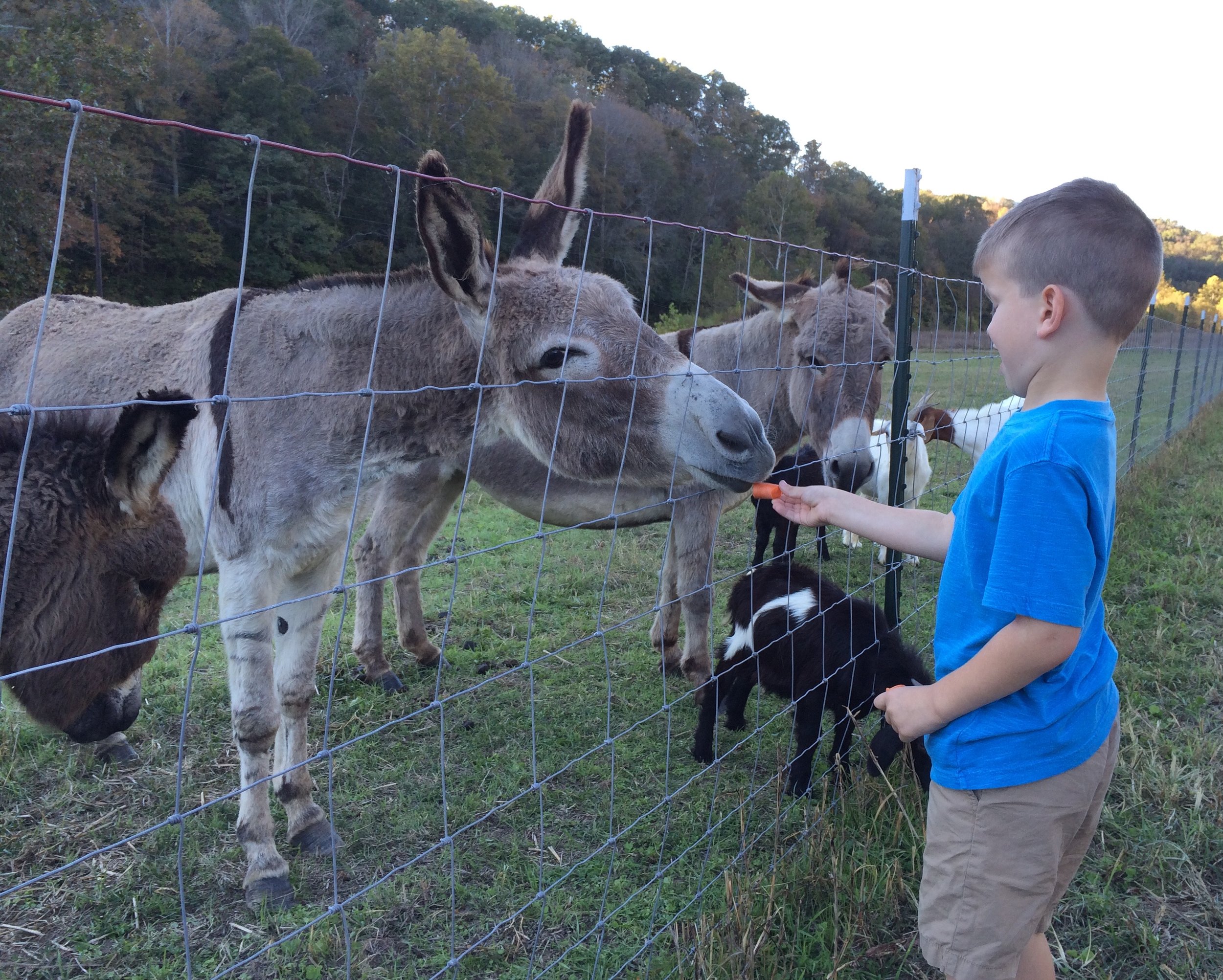 boy feeding donkey.JPG