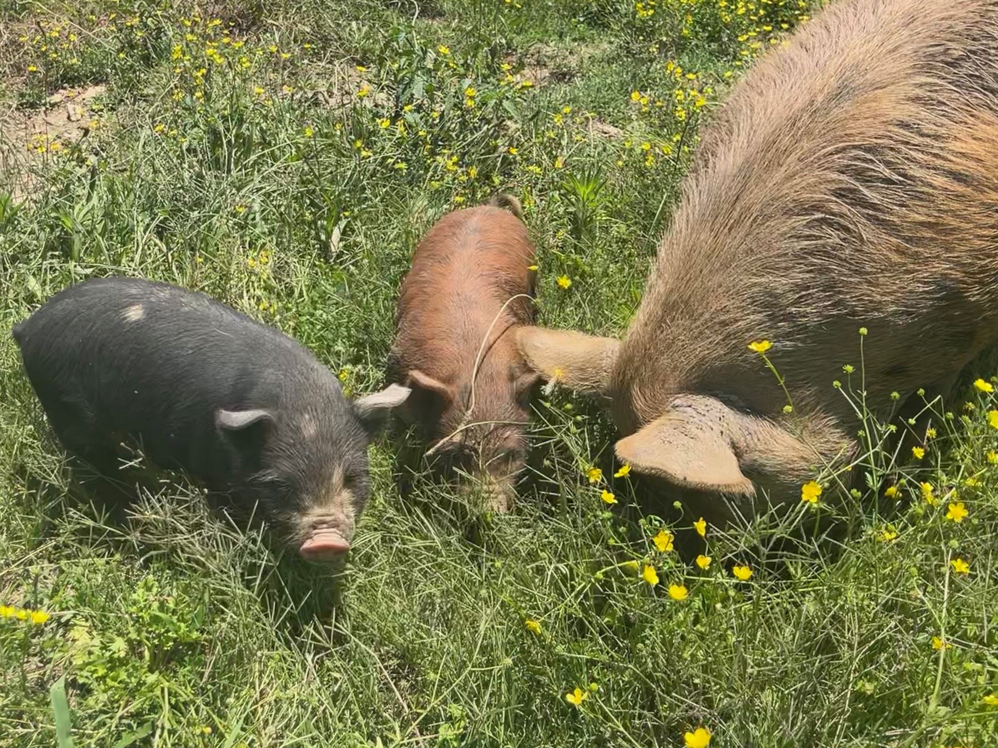 three piggies.jpg