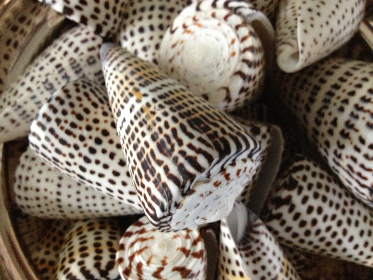 Shell Detail