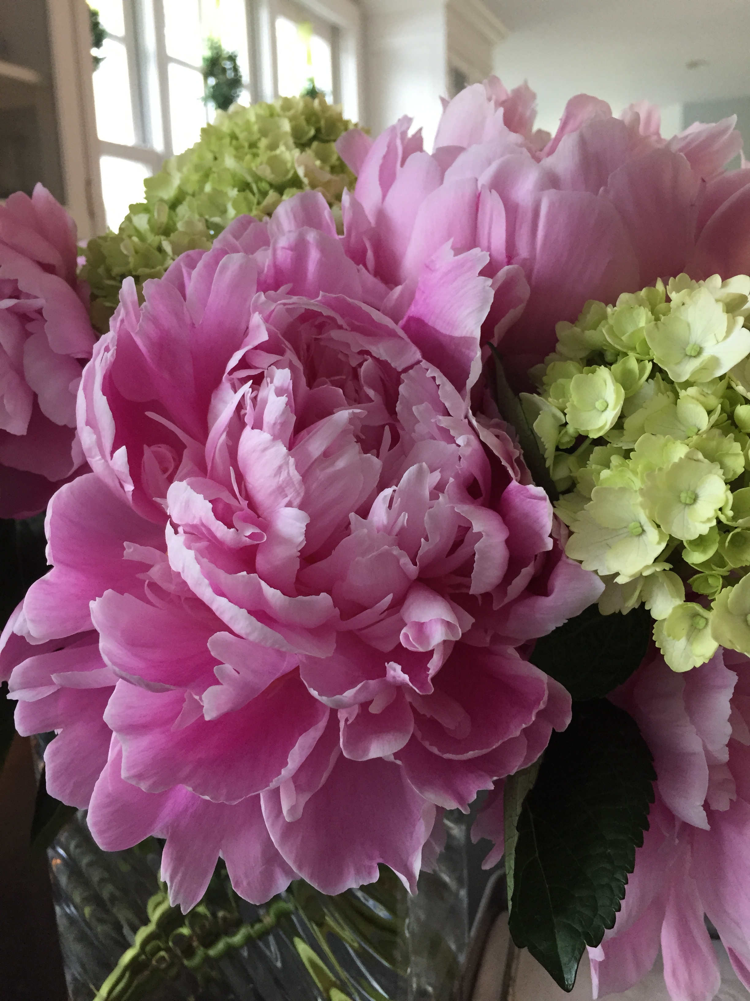 Pink peonies