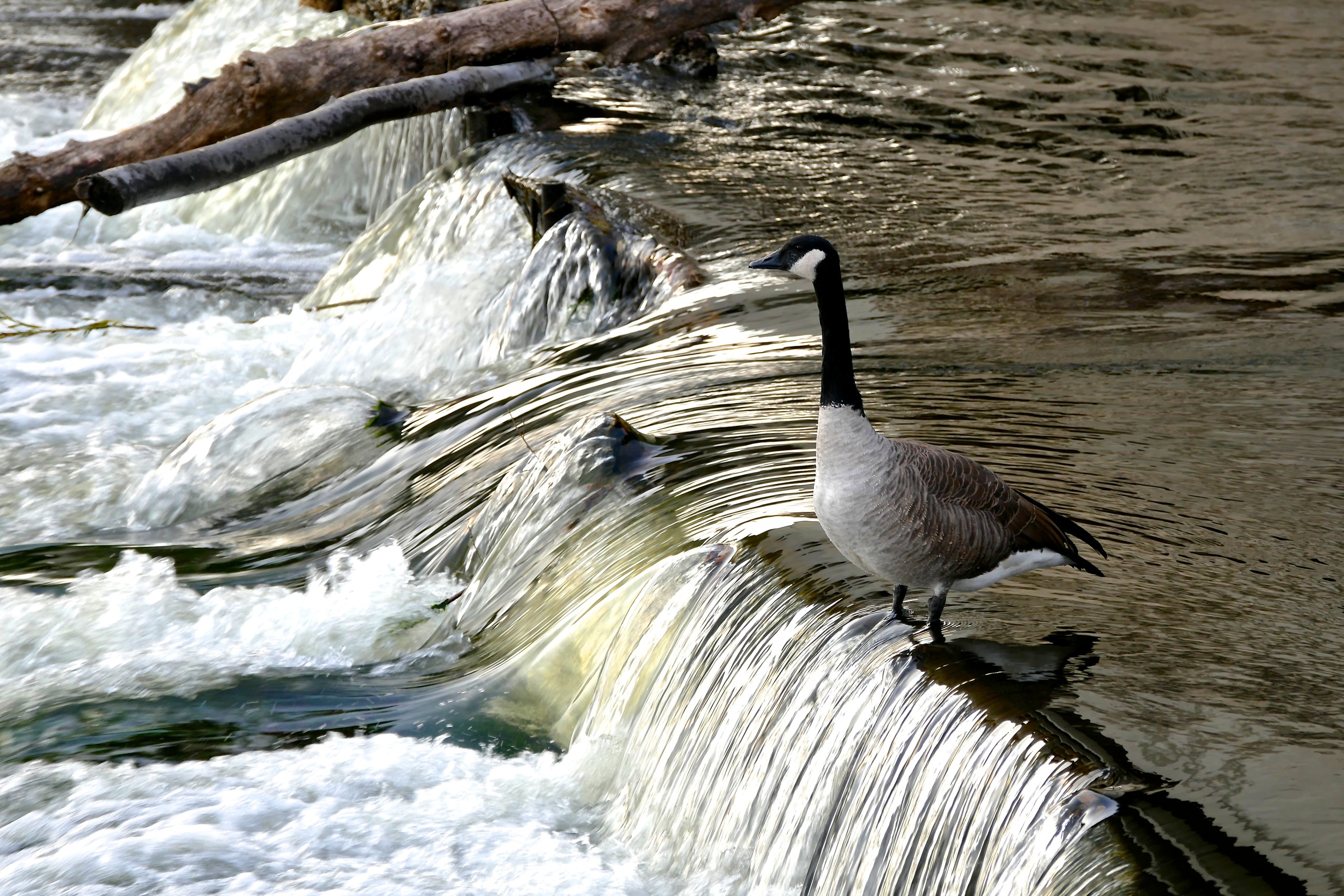 goose riding the falls.jpg