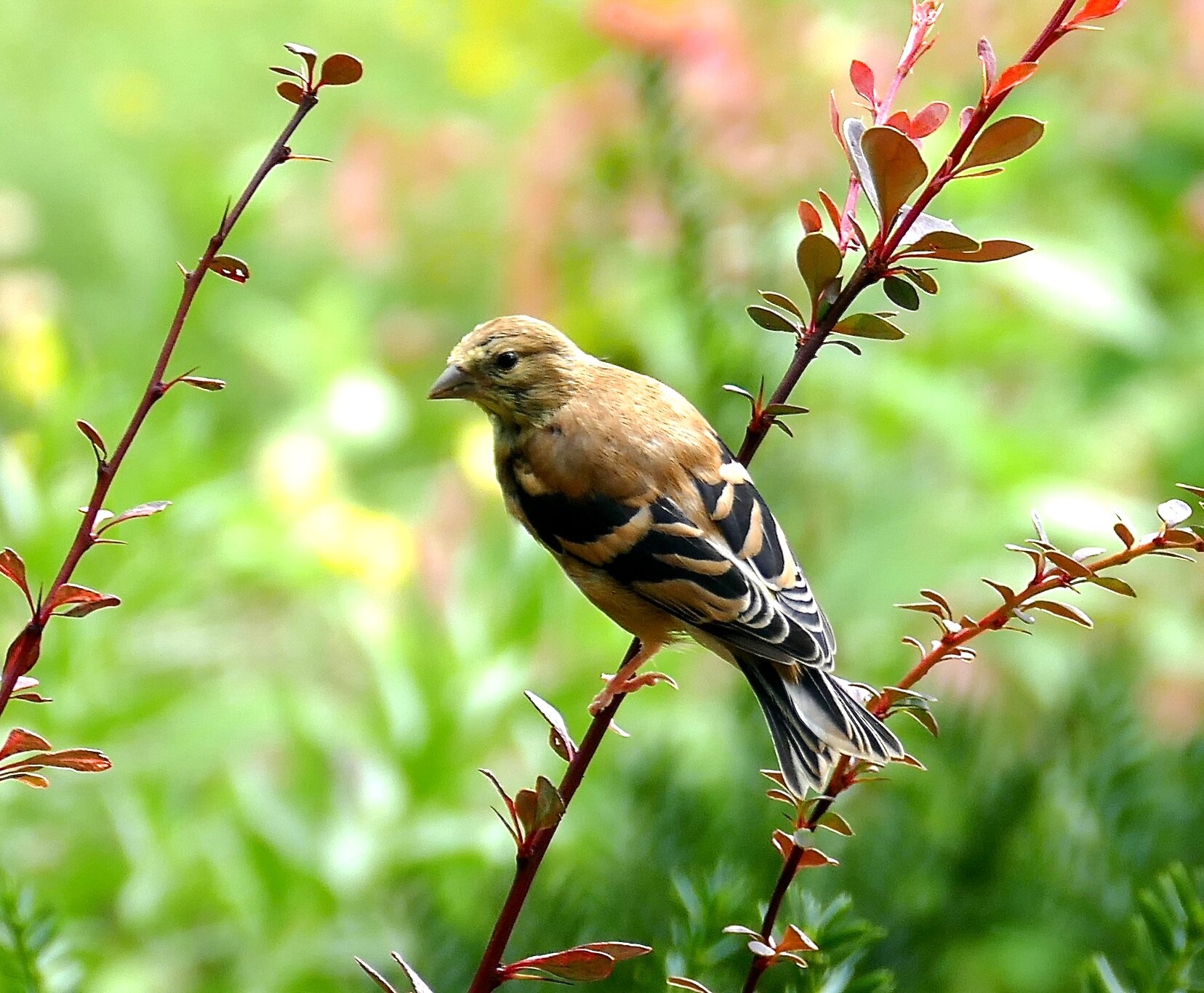 bird yellow.JPG