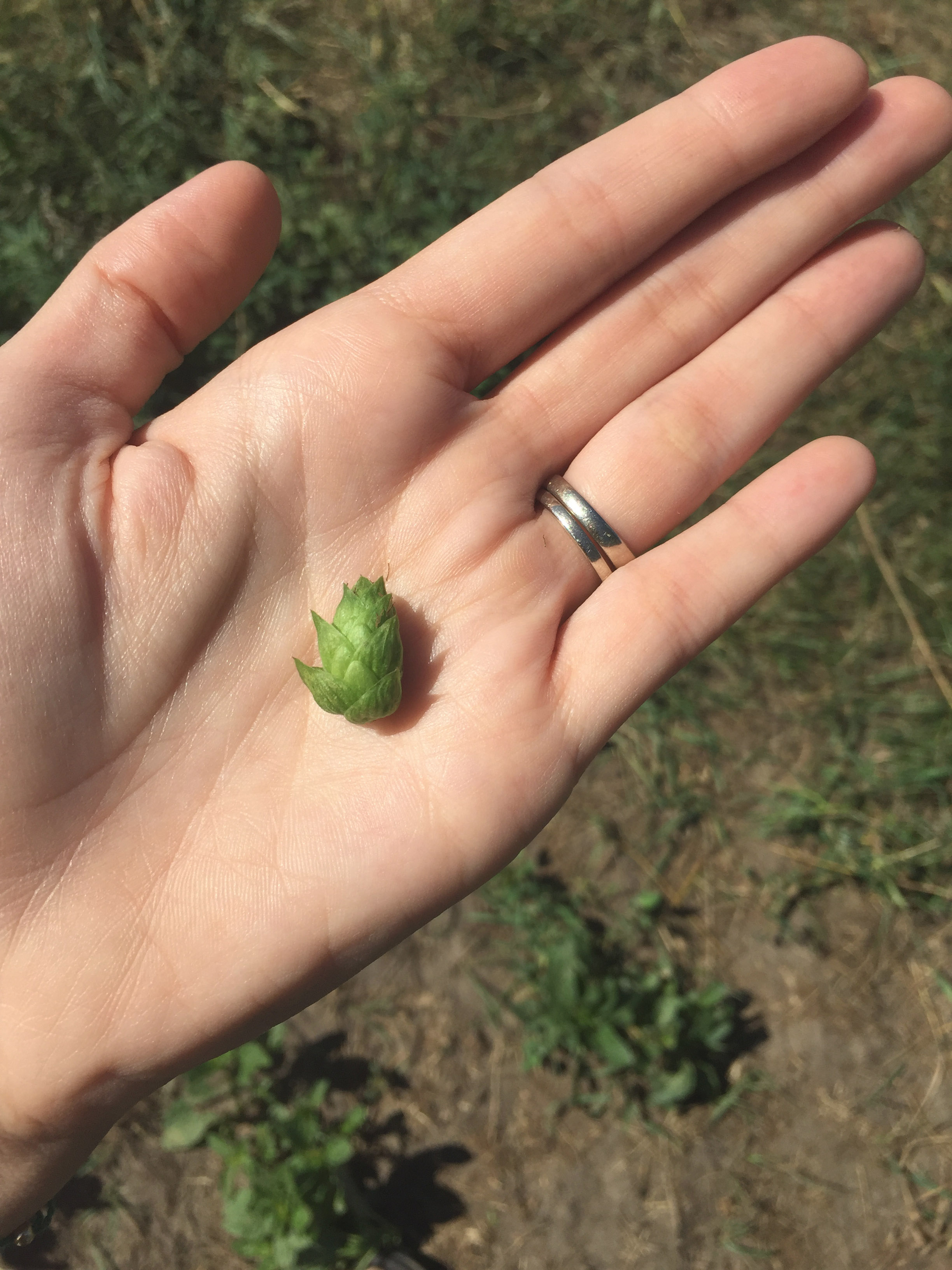 Hops! From a hop farm