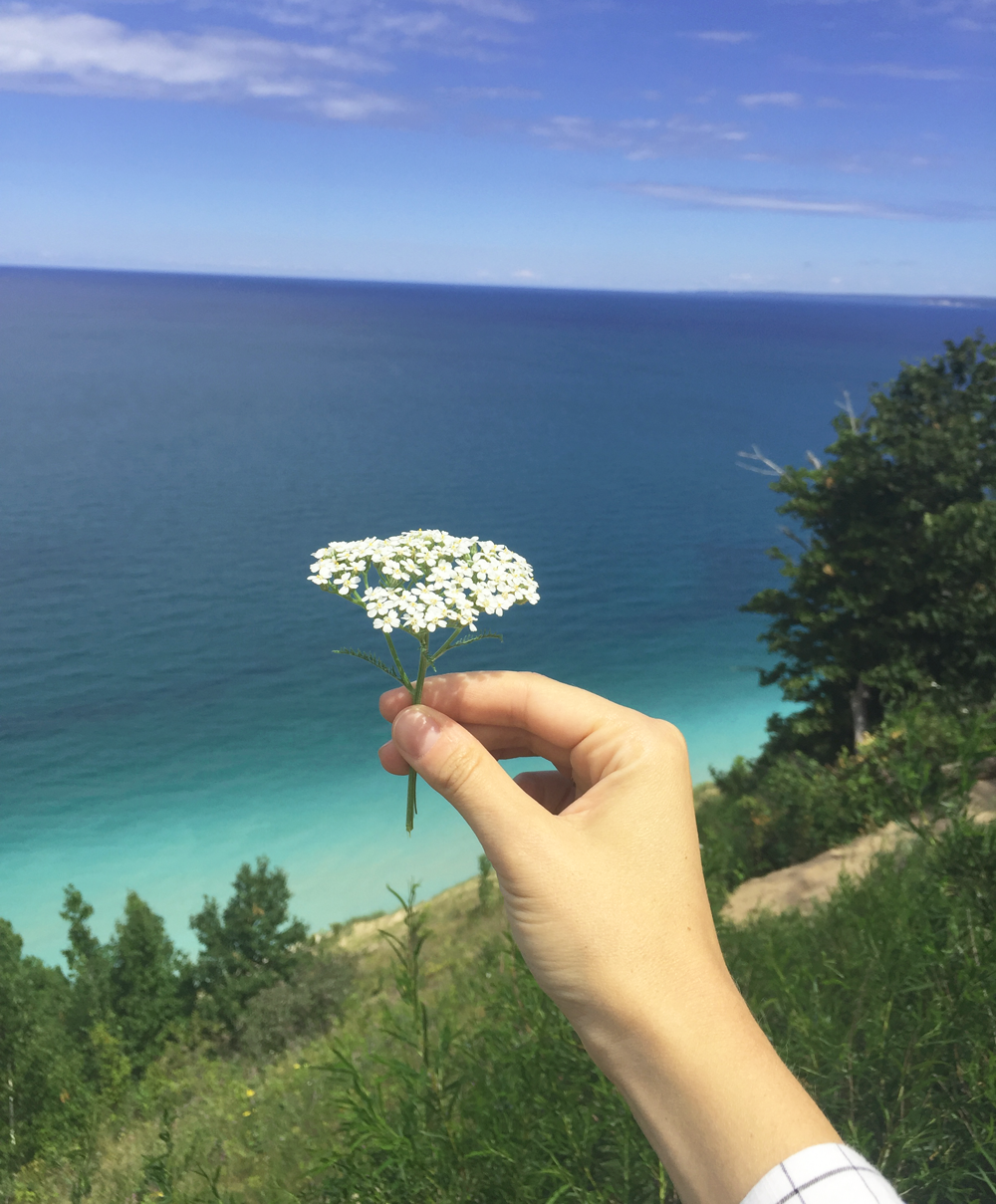 So many wildflowers that dotted Lake Michigan