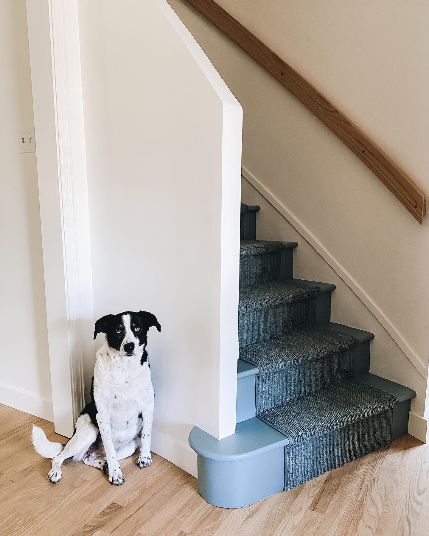 A #beforeandafterhome of our staircase. Upgraded everything, even the dog 😉. Took out the wrought iron and dry walled a new half wall because it was the most economical. We also moved the handrail (and custom made a new one) to the other side since 