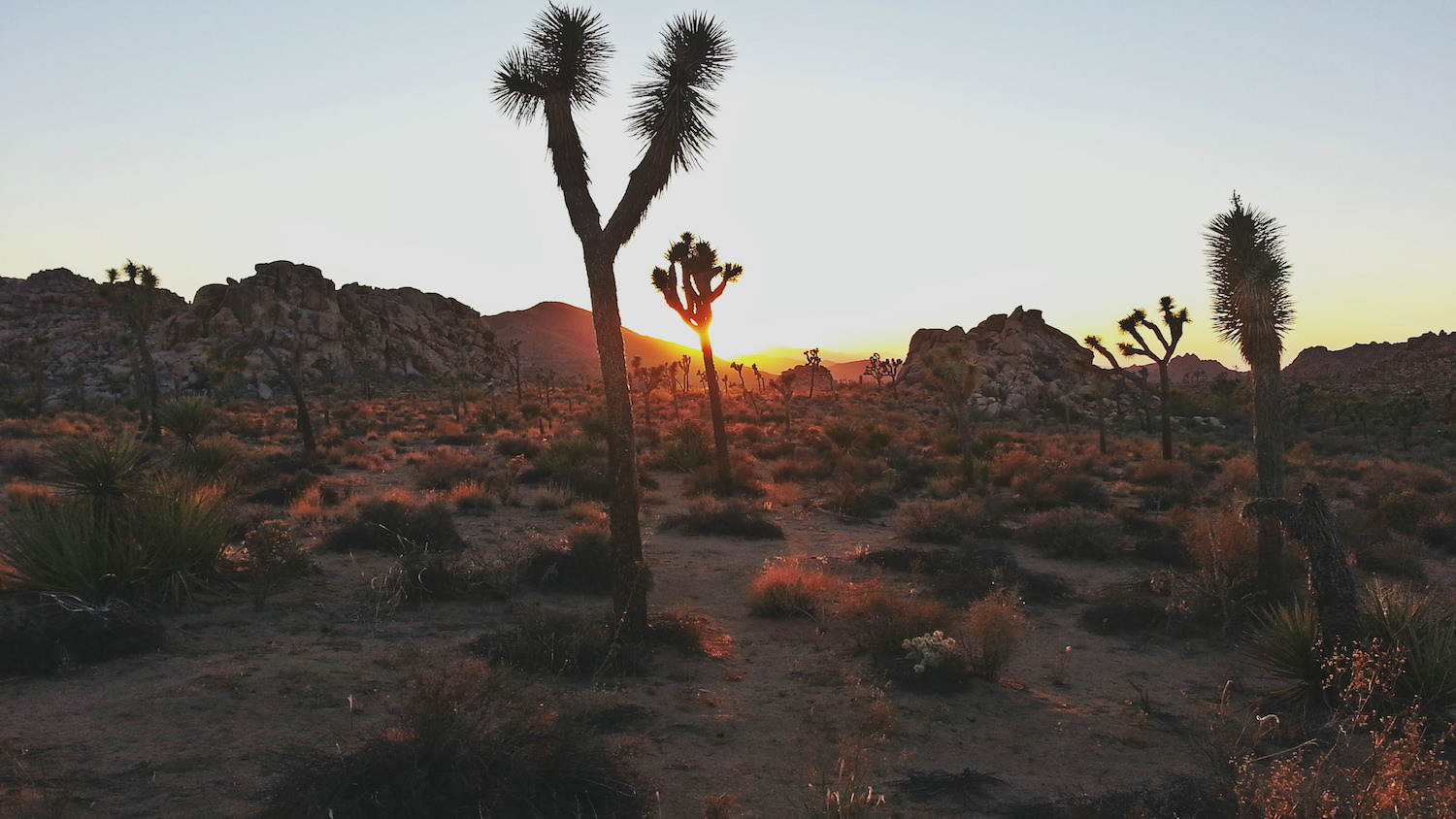 Joshua Tree National Park at sunset.