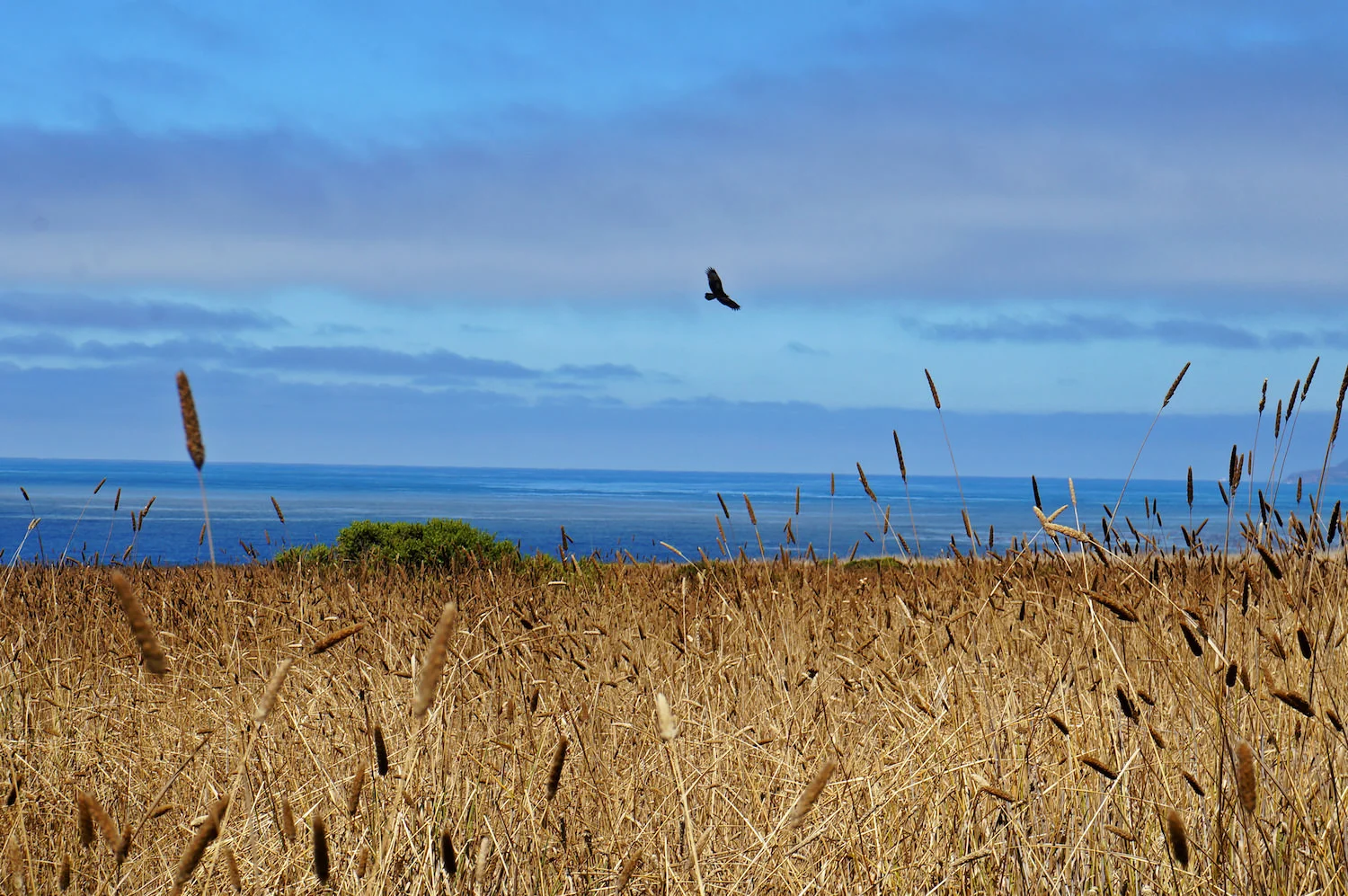 BigSur4.jpg