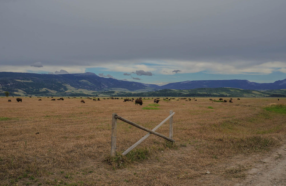  As we snapped pictures on Mormon Row,&nbsp;herds of bison started coming out. &nbsp;The perfect end to a perfect day. 