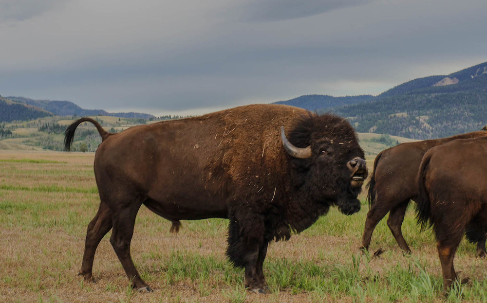  These incredible creatures were just meters away from us. &nbsp;You're supposed to stay 25 yards away from bison but we felt safe in our car. 