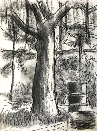 Drawing - Tree Study