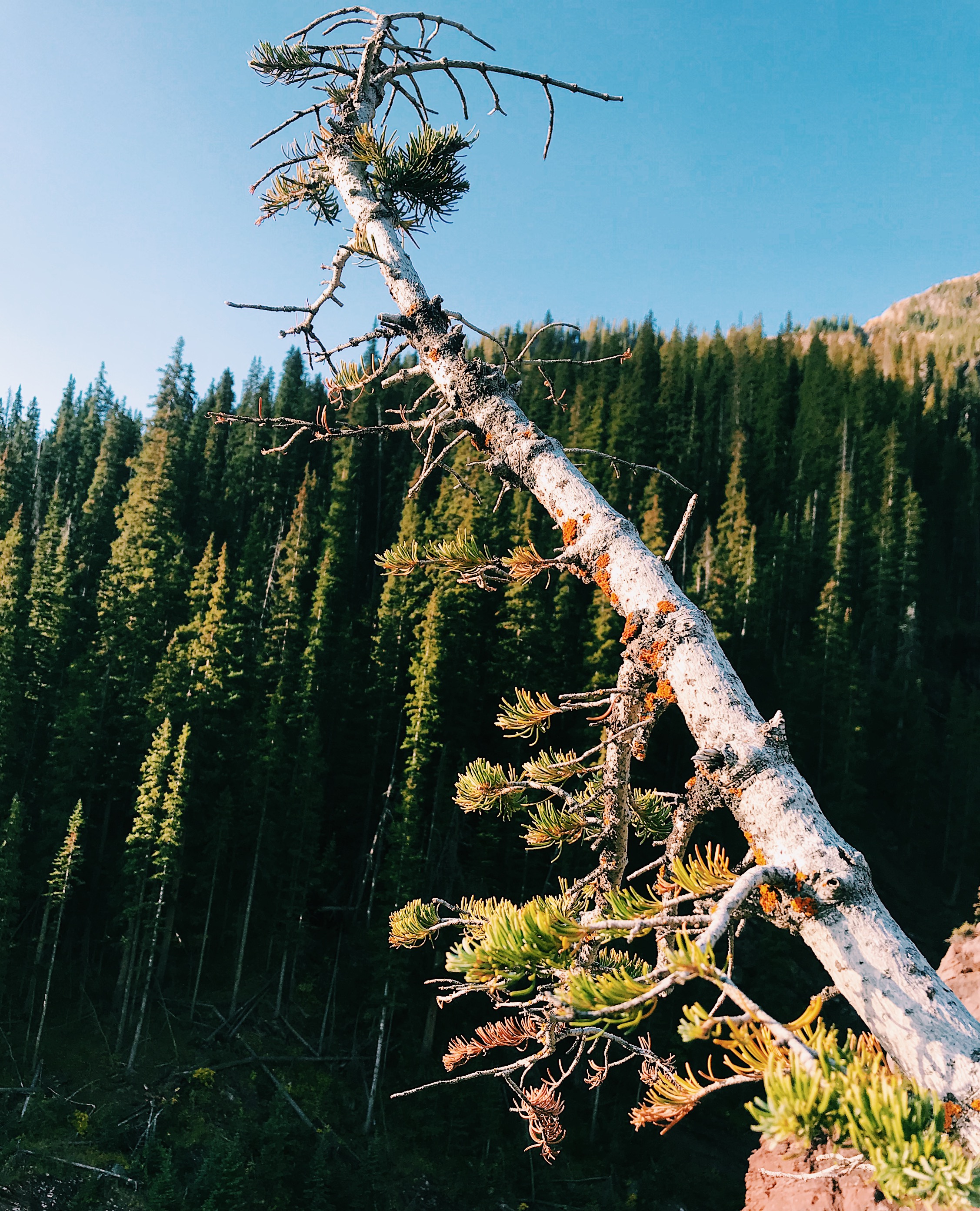 Silverton, Colorado in the San Juan National Forest.