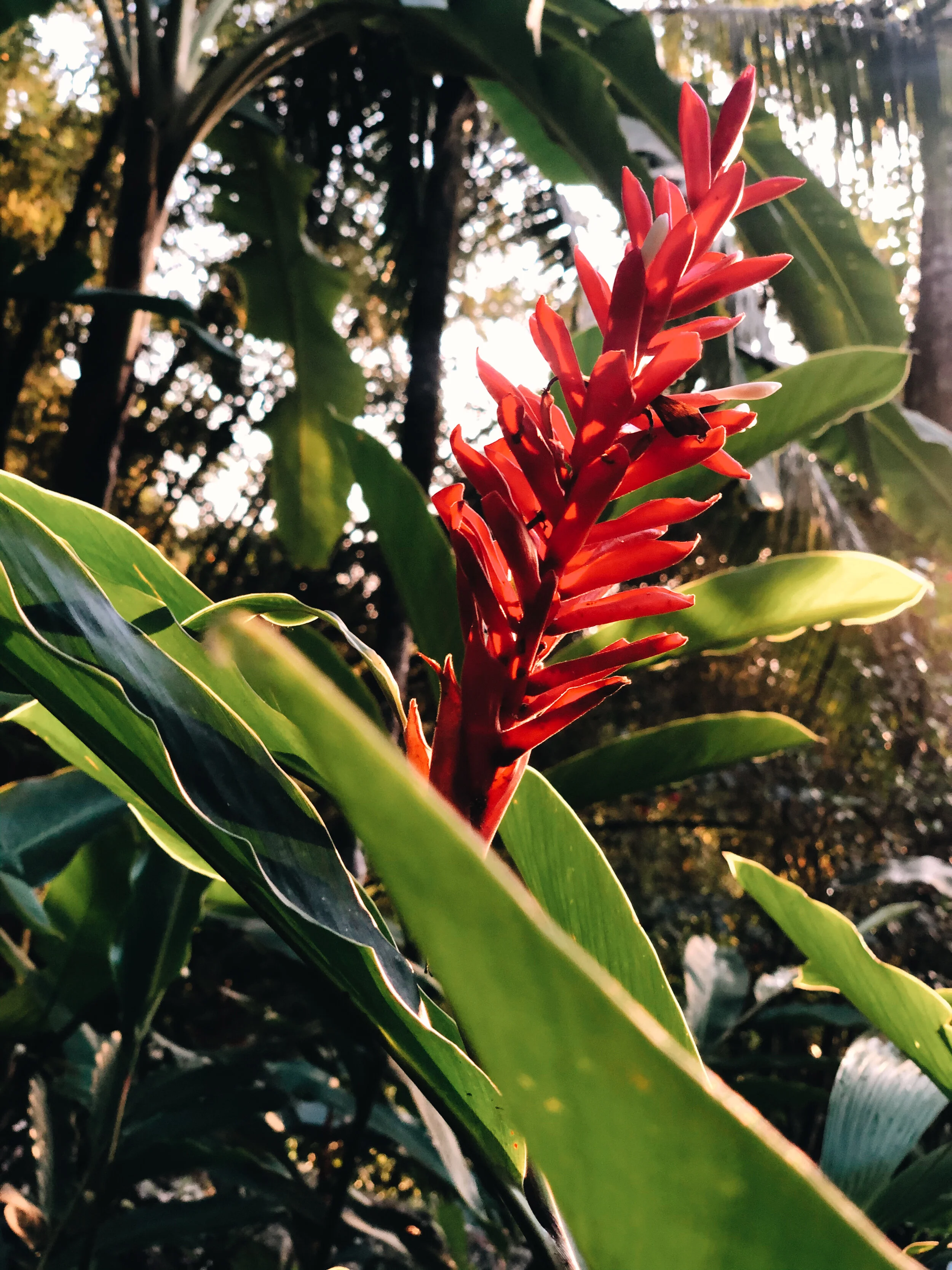 Returning to Samasati