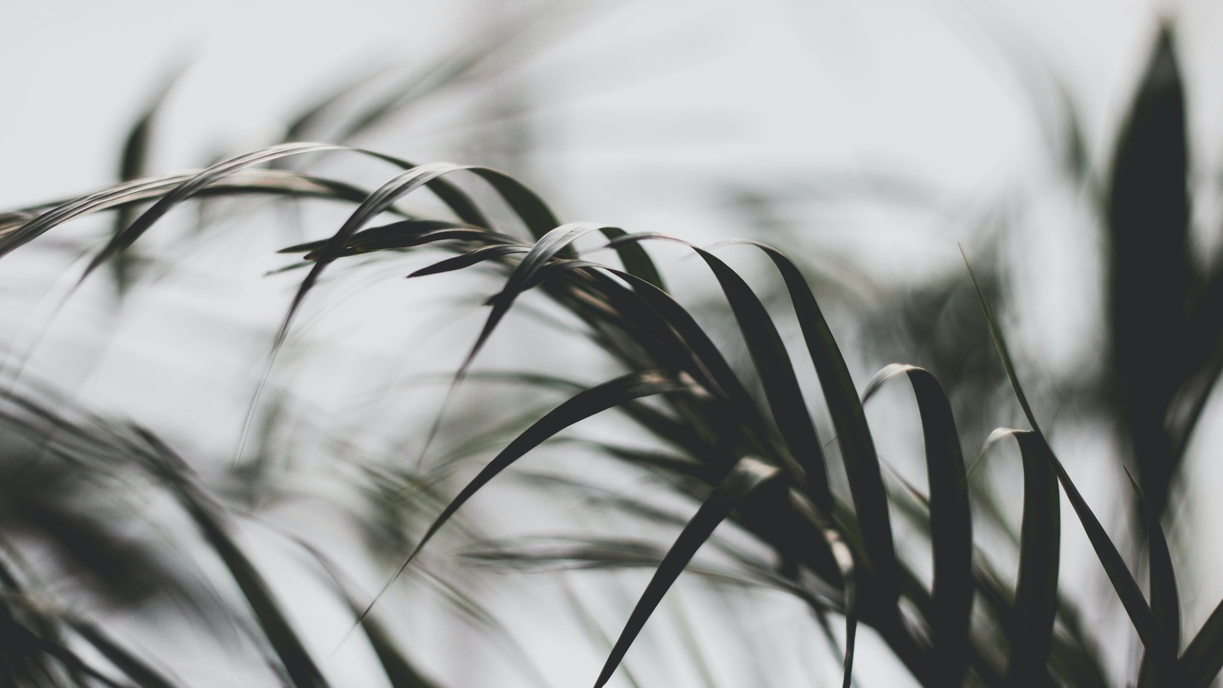 unsplash-image-QtM-8j_1o3Q.jpg