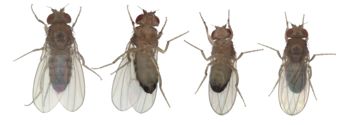 PBFlies.png