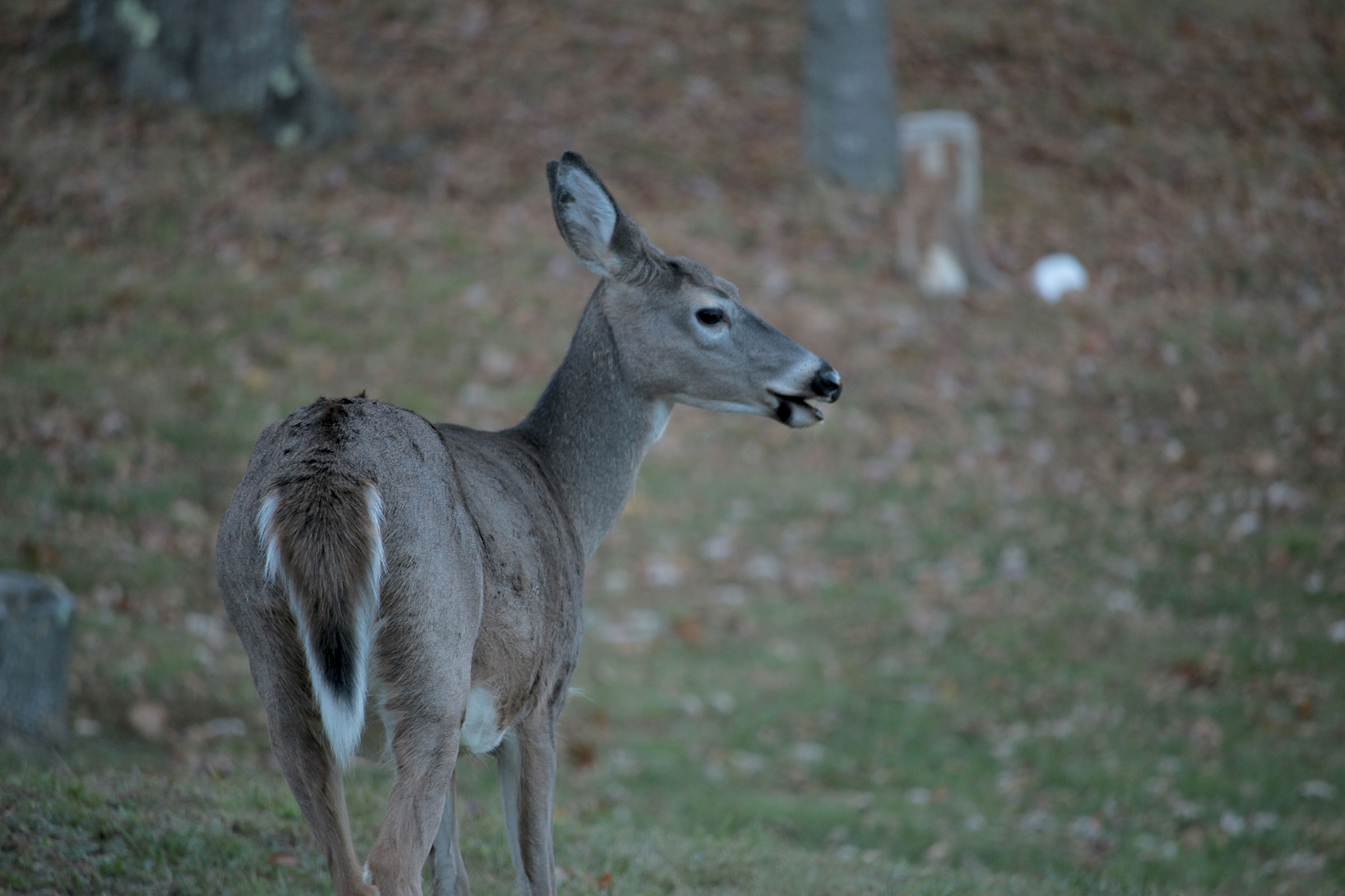 DeerColor1864.jpg