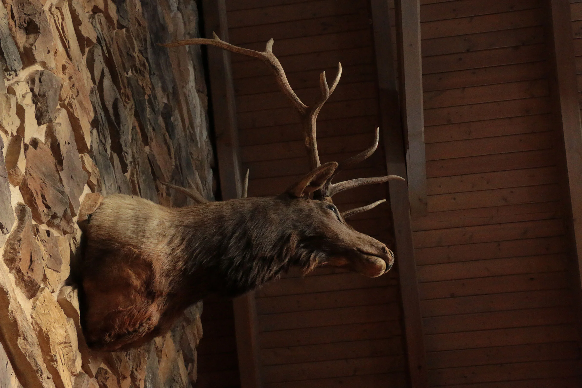 DeerHead_3007.jpg