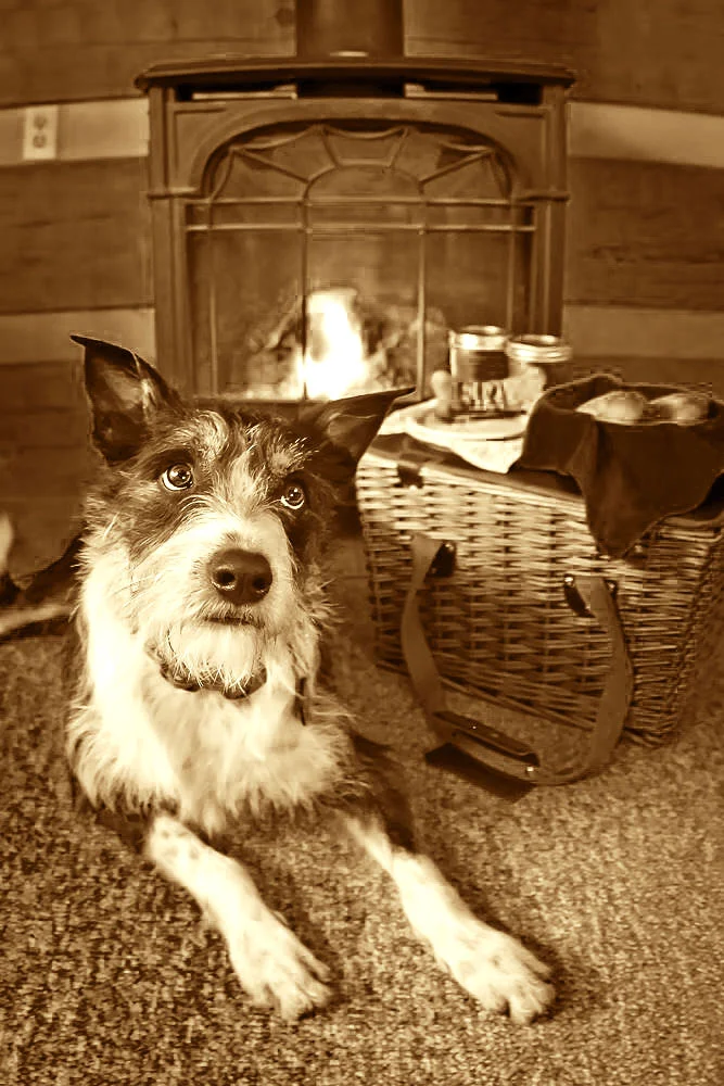 CabinDogBWBrown.jpg