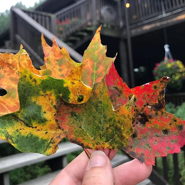 Now that’s our idea of a bouquet. 🍁
#fallwithus #mountainmagic #savageriverlodge