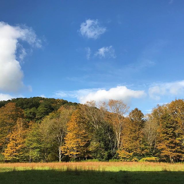 A little closer... 🍁
#fall #autumnglory #savageriverlodge