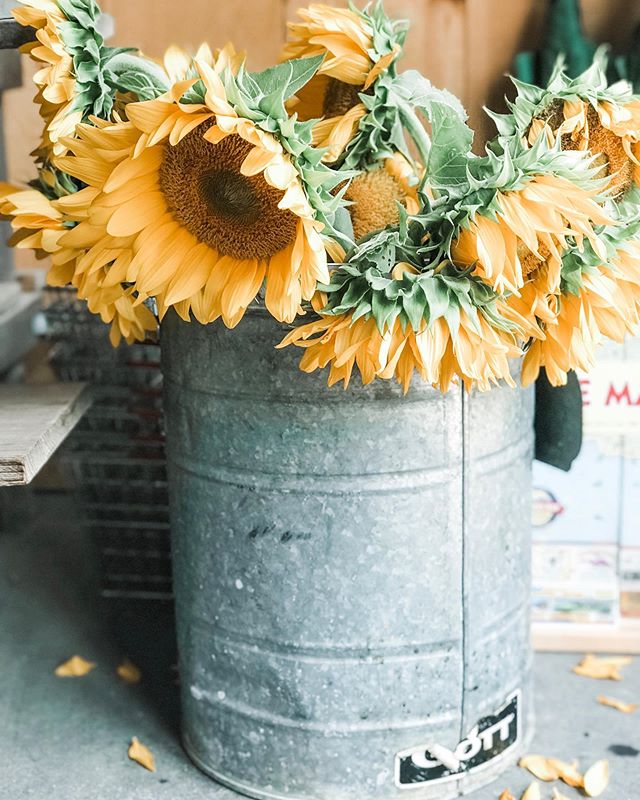 G O O D B Y E ☀️ S U M M E R
.
.
.
Well, today is one of those bittersweet moments. Sitting on the threshold of pending seasonal change. Summer is pretty much over & fall will be here in a moment’s notice. We’ll exchange the beach for the orchard and flowers for leaves.
.
I was just saying to a client the other day, that there are lots & lots of expectations for summer. As she was taking a moment to arrive (I try to have each client actually arrive in the space and take a moment to be present. Often there’s a lot of hurry to get to an appointment 😉). We couldn’t believe that summer was actually almost over ... already?! ...And a new season was approaching.
.
It can be hard when one of the seasons with the most expectations end. You can feel like it went by too quickly, you didn’t do enough, you didn’t do the best things or go to the best places .... and the list goes on.
.
Somehow, there’s an illusion that perhaps you didn’t make the most of your precious summer!
.
What if, you did everything you were supposed to? You were where you needed to be for every moment and you took in what you could, in the best way knew how? One season shouldn’t have so much power over us!
.
We need the brightness of summer to appreciate the darkness and still of winter. All four seasons teach us about transition, waiting + change.
.
I hope this helps you feel ready to embrace new seasons 🌈 Our summer got hijacked by so many unexpected interruptions and although our summer certainly did not go as expected we got through it all together & are closer as a result. So that’s a pretty good thing to go into a new season with!
.
.
.
Happy End of Summer ☀️
.
#motherself #selfportraitsofmotherhood #selfcompassion #postpartum #selfhealers #selflove #faith #hope #love