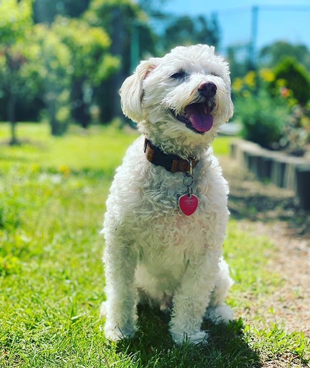 Happy Friday Feels from Dexter-Pooch! ☀️ 🐶 ☁️ #puppylove #dogsofinstagram #weekendfeels #cutiepie