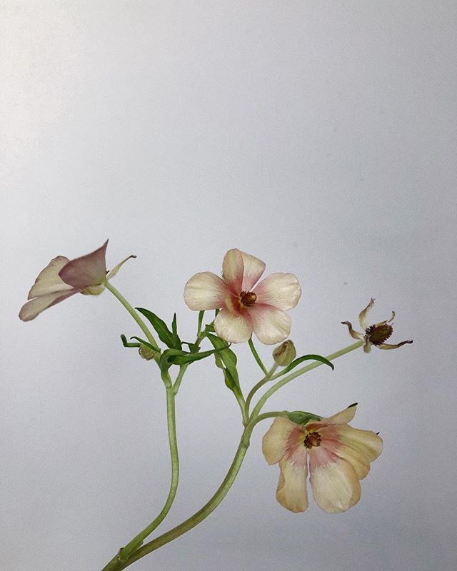 I’ve had this butterfly ranunculus in a vase by my sink for weeks. I’ve watched the smallest buds open and petals drop off blooms as they age. I’ve actually welled with tears over this stem’s unfussy beauty.
So thankful for the opportunity to observe, for the time and space to create, and for the clients and friends The Petaler Co. has brought into my life.
