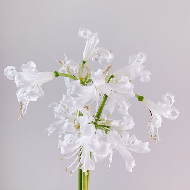 Vase testing is my favorite way to experience time. Narine from the last wedding of 2018 sitting pretty on my desk as I plan for 2019. ⠀⠀⠀⠀⠀⠀⠀⠀⠀
Watching petals peel back is the best, but I’m looking for the perfect planner system for the new year— would love to know if there is a planner that you love!